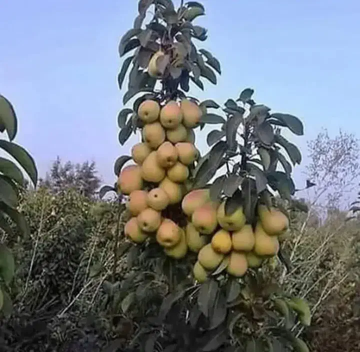 گلابی بیروتی ، درخت گلابی ، نهال،نهالستان در مشهد|خدمات باغبانی و درختکاری|مشهد, خواجه ربیع|دیوار