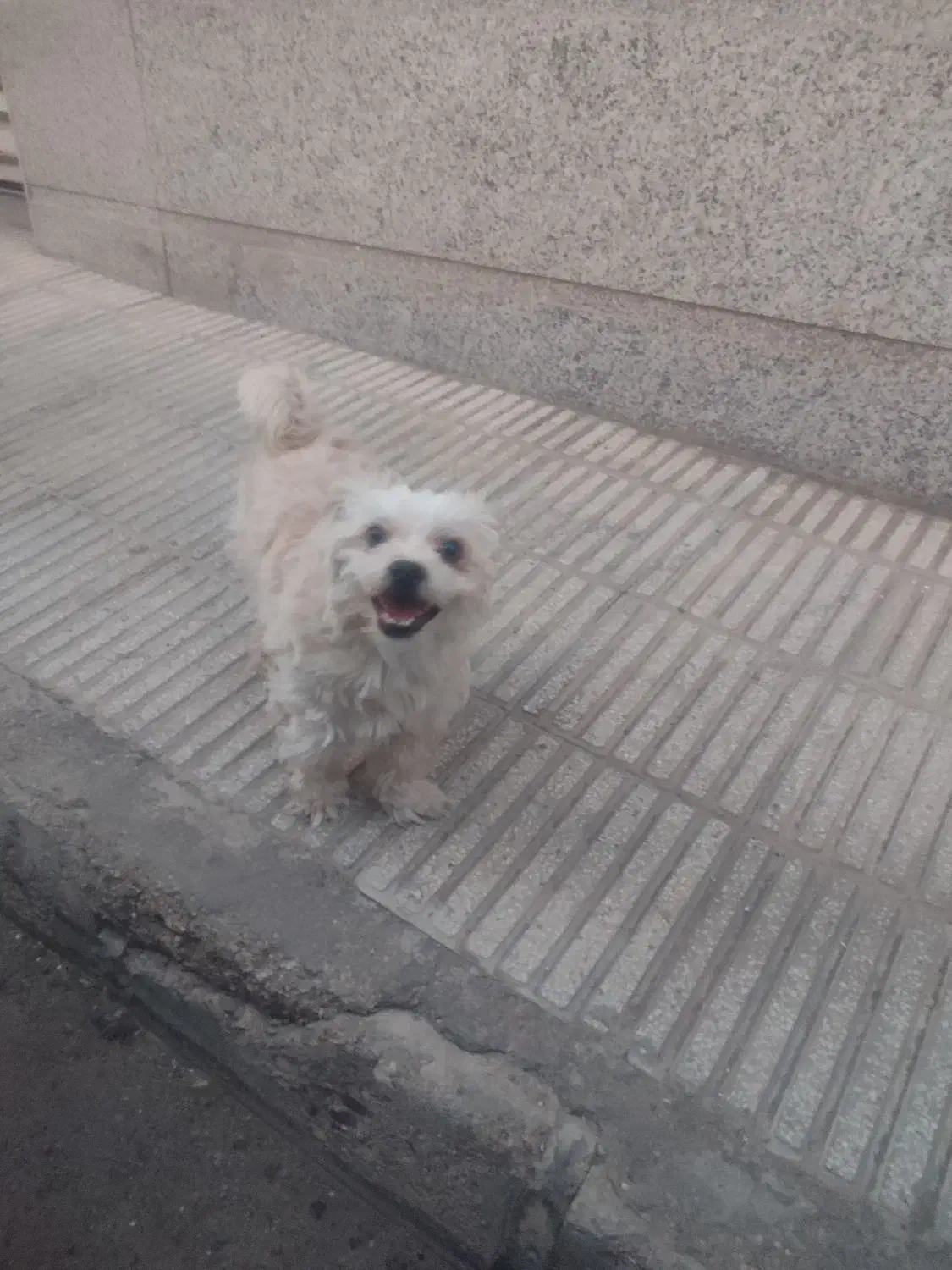 سگ گمشده|سگ|سمنان, |دیوار