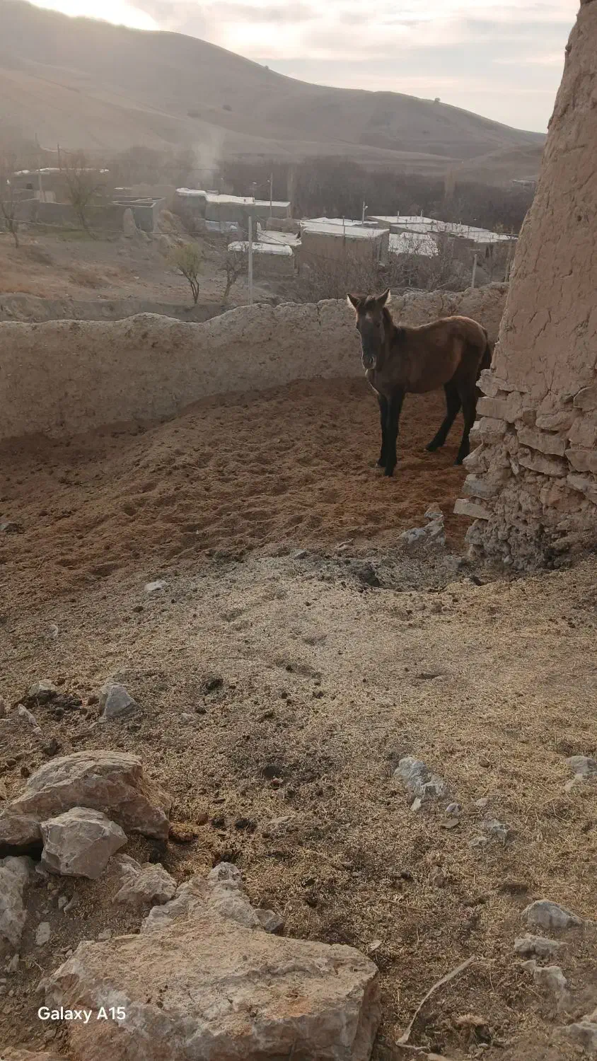 کره اسب نر آروم|حیوانات مزرعه|بجنورد, |دیوار