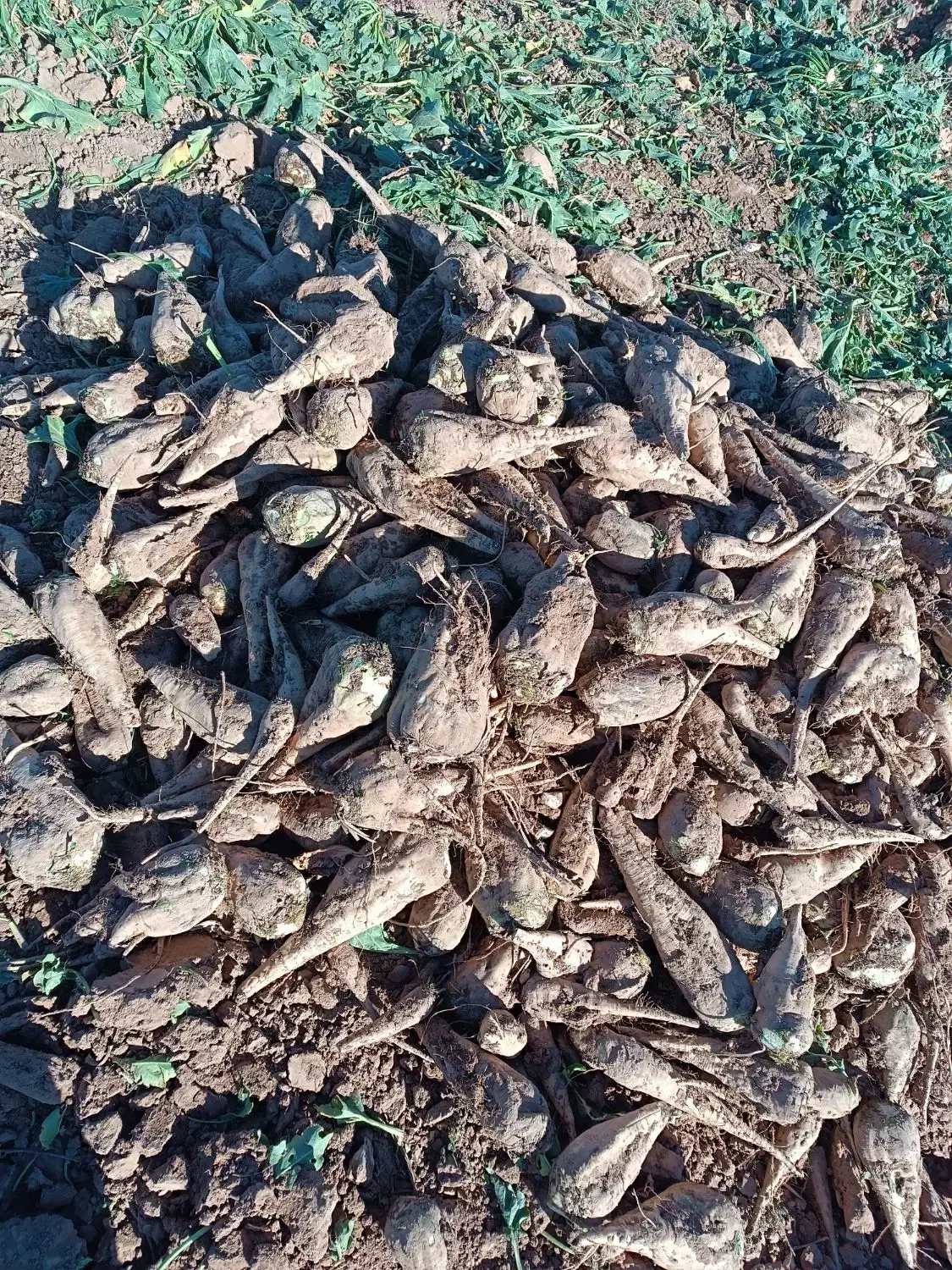 چغندرقند|خدمات باغبانی و درختکاری|سبزوار, قصبه شرقی|دیوار