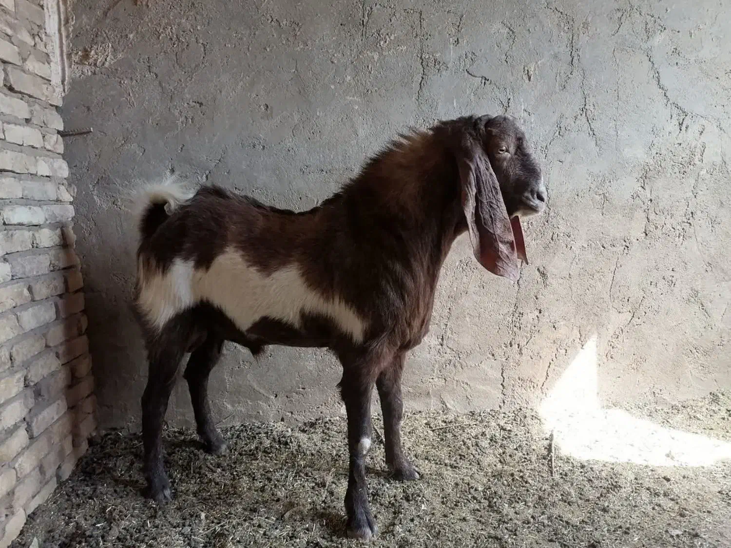 چپیش|حیوانات مزرعه|حمیدیا, |دیوار