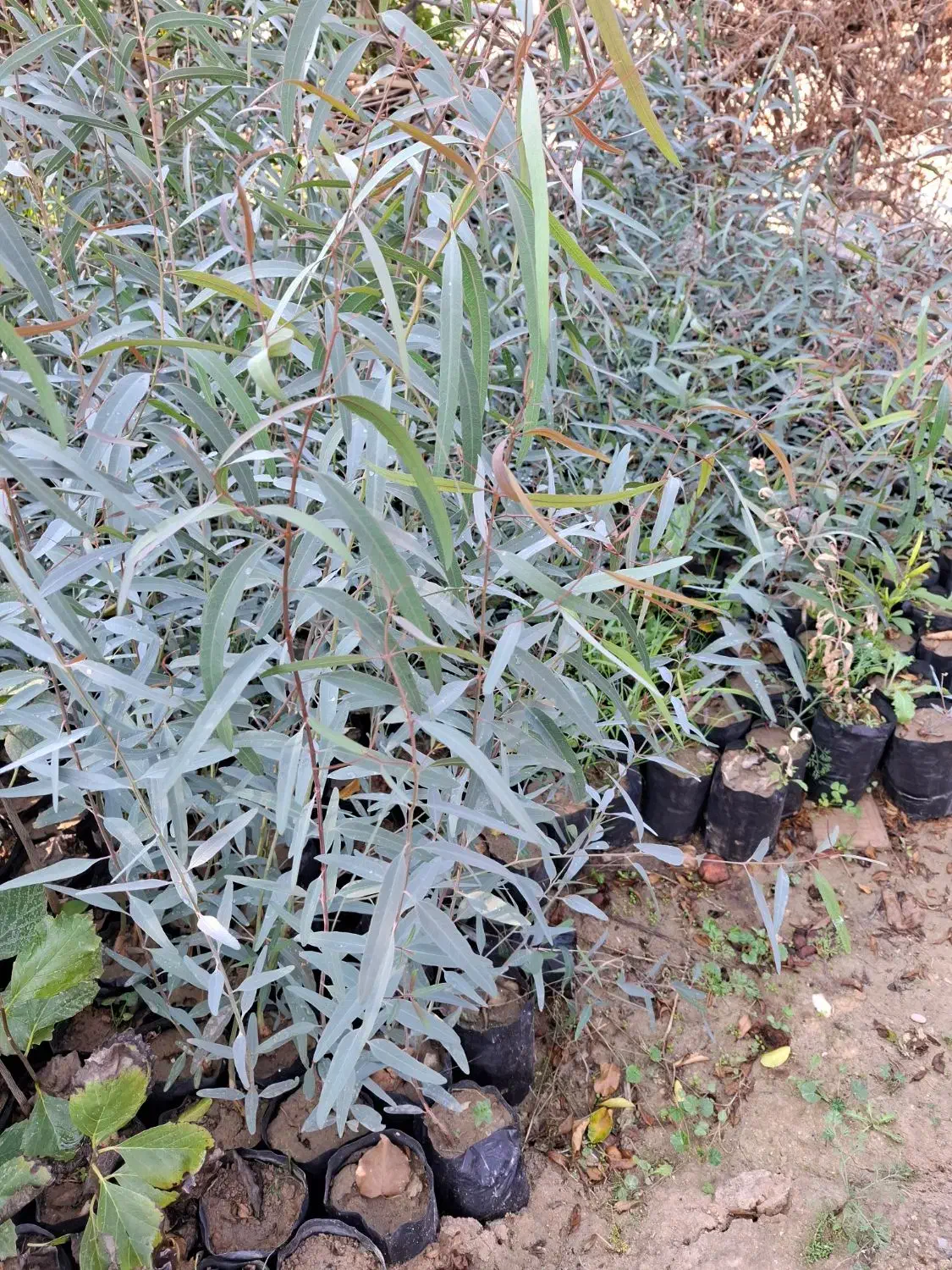 نهال آکالیپتوس و مورت و برهان گلی و سپستون کنار|گل و گیاه طبیعی|مسجد سلیمان, |دیوار