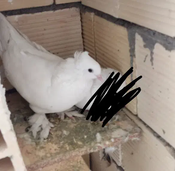 کبوتر جفت کاکلی پاپر سفید|پرنده|ازنا, |دیوار