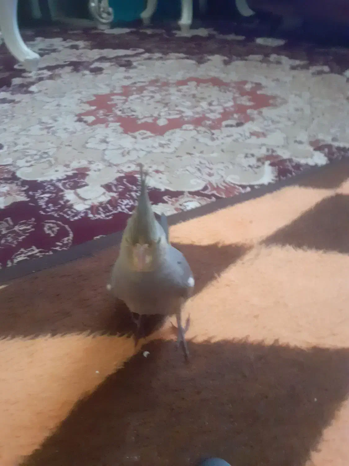 عروس هلندی|پرنده|الیگودرز, |دیوار