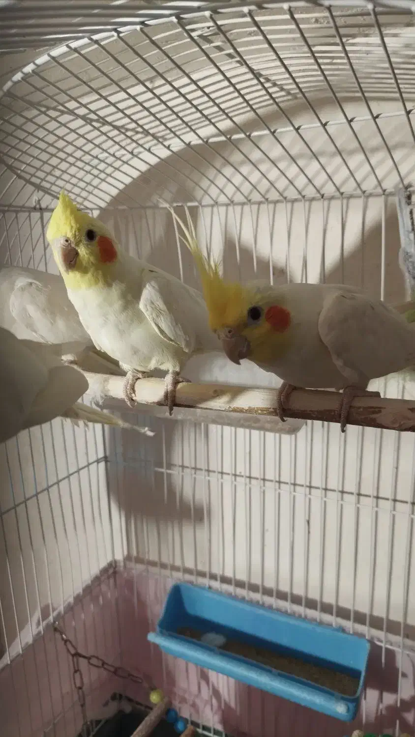 عروس هلندی لوتینو و البینو سالم دستی|پرنده|تربتحیدریه, شهرک ولیعصر|دیوار