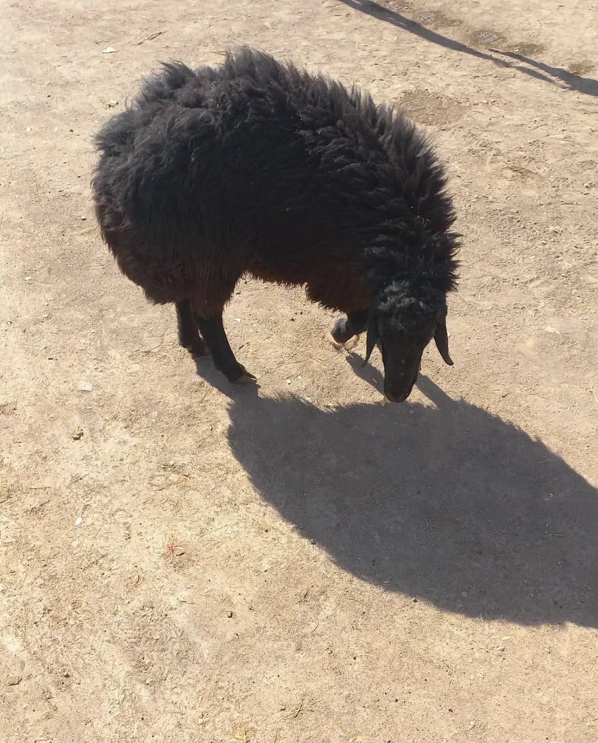 قوچ دودندان|حیوانات مزرعه|عطاملک, |دیوار