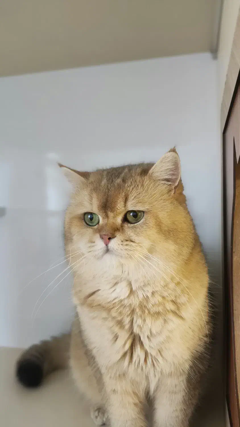 گربه نژاد بیریتیش|گربه|اصفهان, مهدی آباد|دیوار