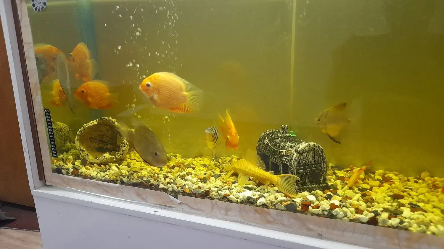 ماهی با آکواریوم فروشی|ماهی|رفسنجان, |دیوار