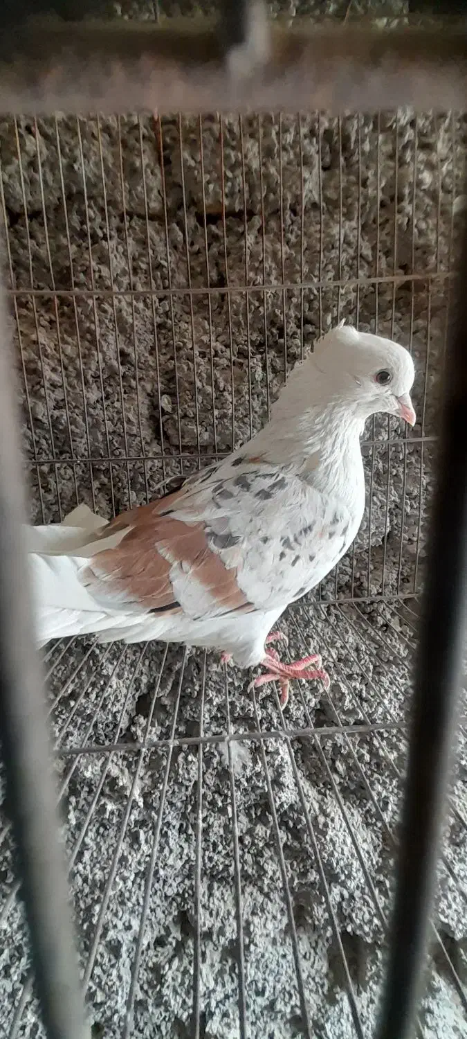 پشتی کفتر|پرنده|اردکان, |دیوار