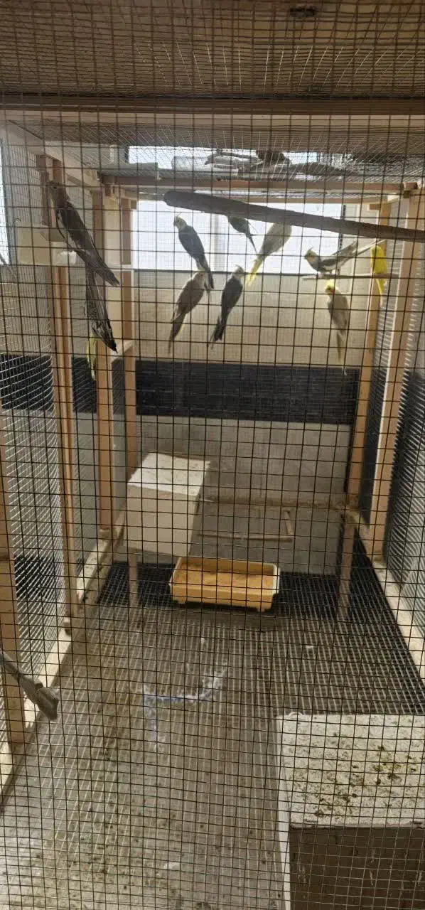 کوتوله و عروس هلندی|پرنده|قم, شهرک سازمان آب|دیوار