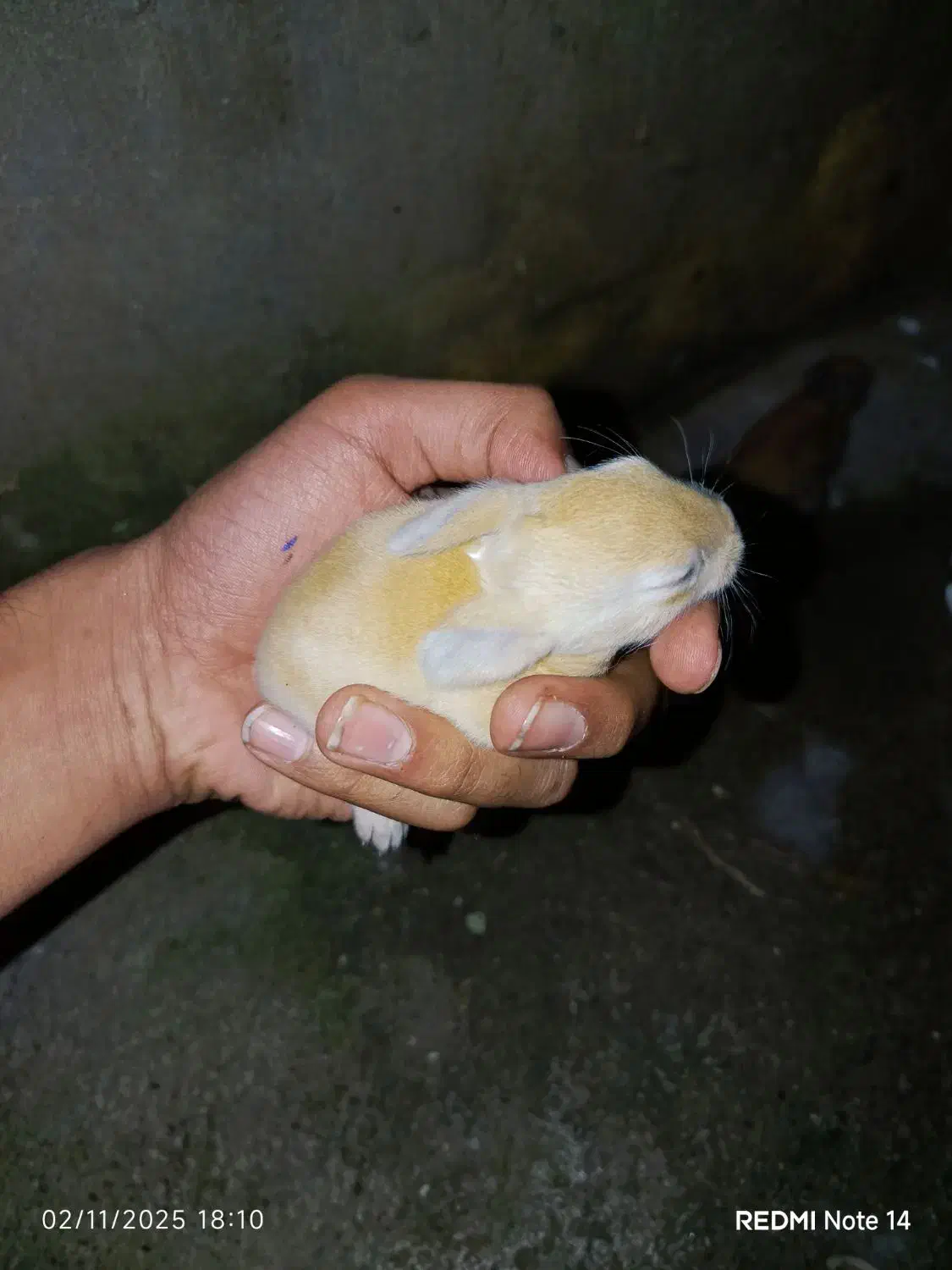 خرگوش کوچولو|موش و خرگوش|خان ببین, |دیوار