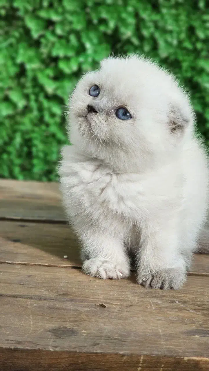 بریتیش اسکاتیش ۲۰ درصد تخفیف|گربه|سنندج, |دیوار