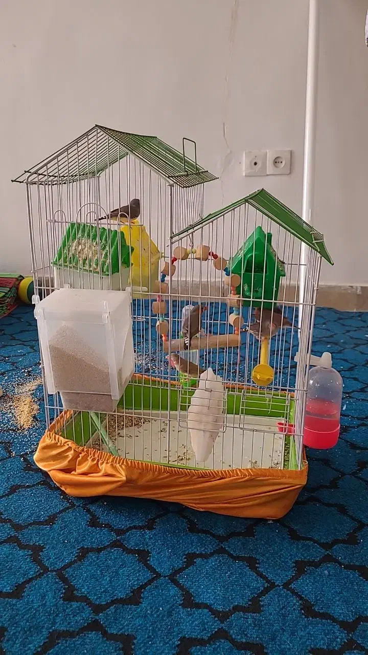 6عدد فنج نر و ماده نر و ماده همراه تخم|پرنده|صحنه, |دیوار