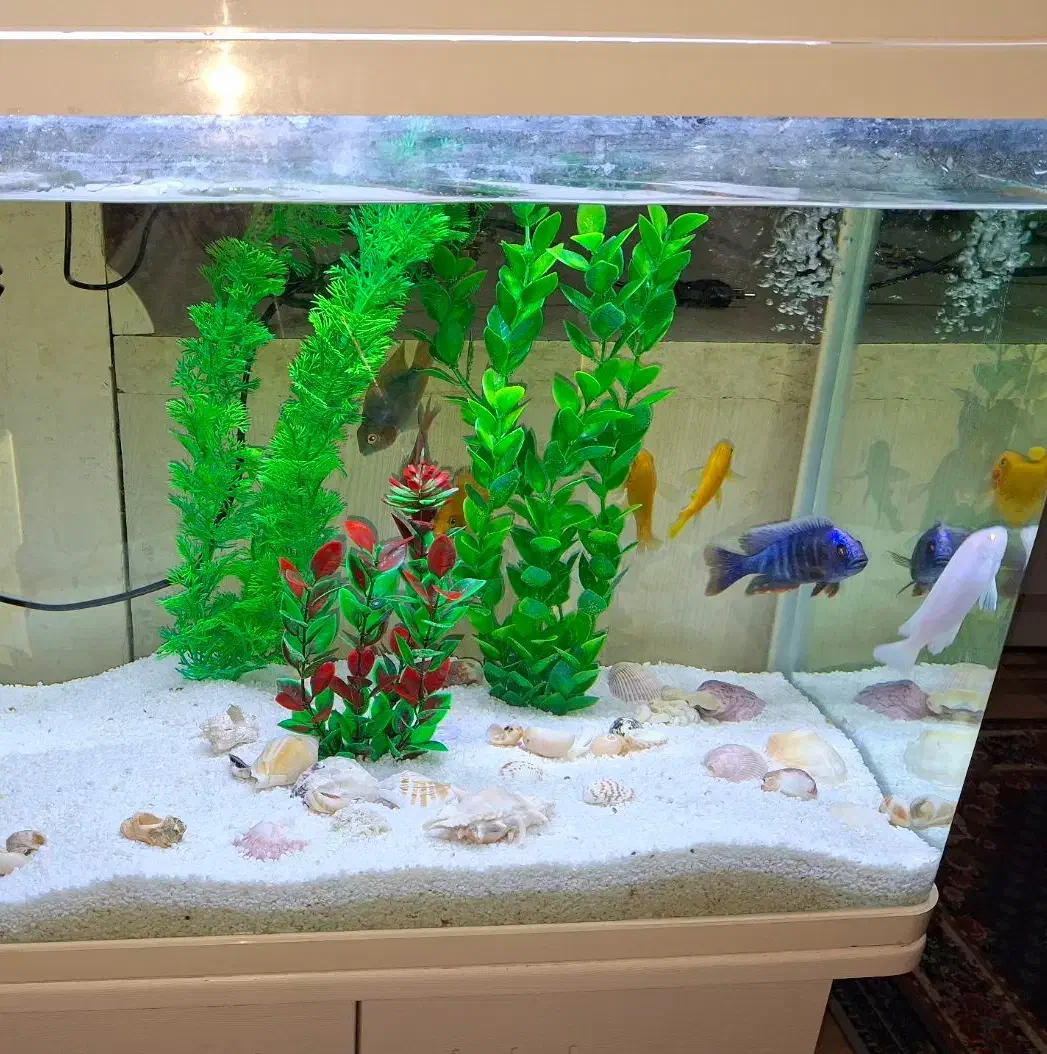 آکواریوم با کمد و همه تجهیزات|ماهی|شاهینشهر, گرگاب|دیوار