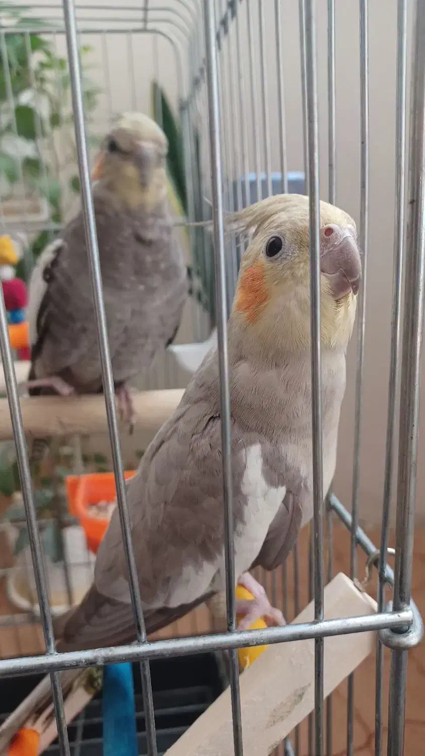 عروس هلندی نر ماده|پرنده|نسیم‌شهر, |دیوار