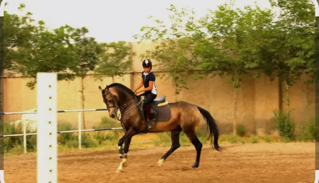 آموزش سوارکاری|خدمات آموزشی|سیرجان, |دیوار