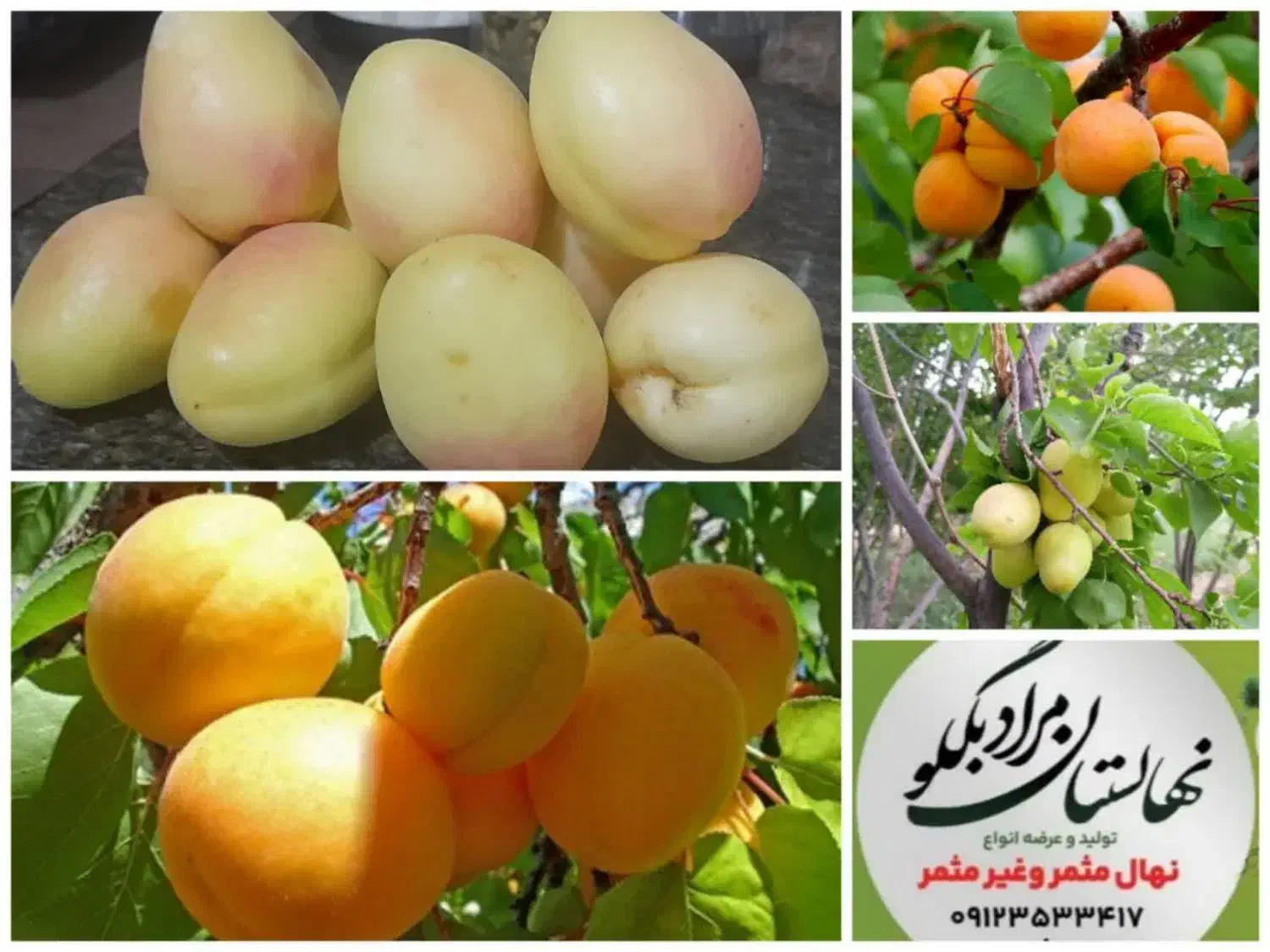 نهالستان  نمونه  مرادبکلو|خدمات باغبانی و درختکاری|کاشان, امیرکبیر|دیوار