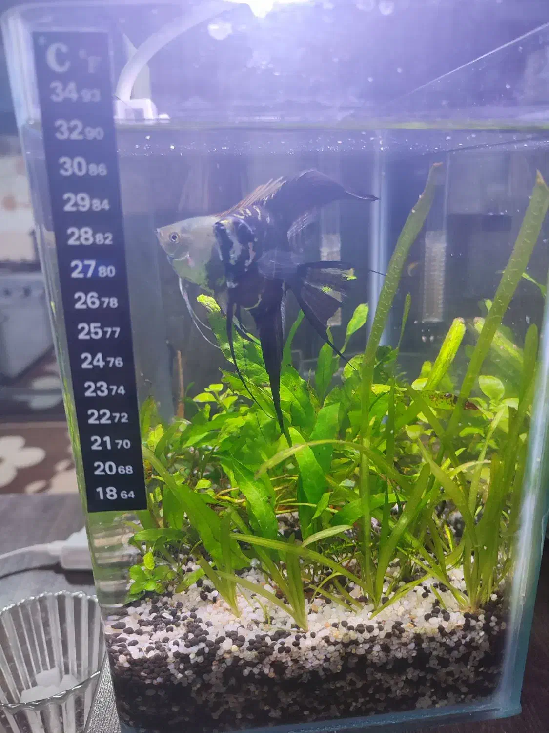 2 تا اکواریوم پلنت|ماهی|قم, پردیسان|دیوار