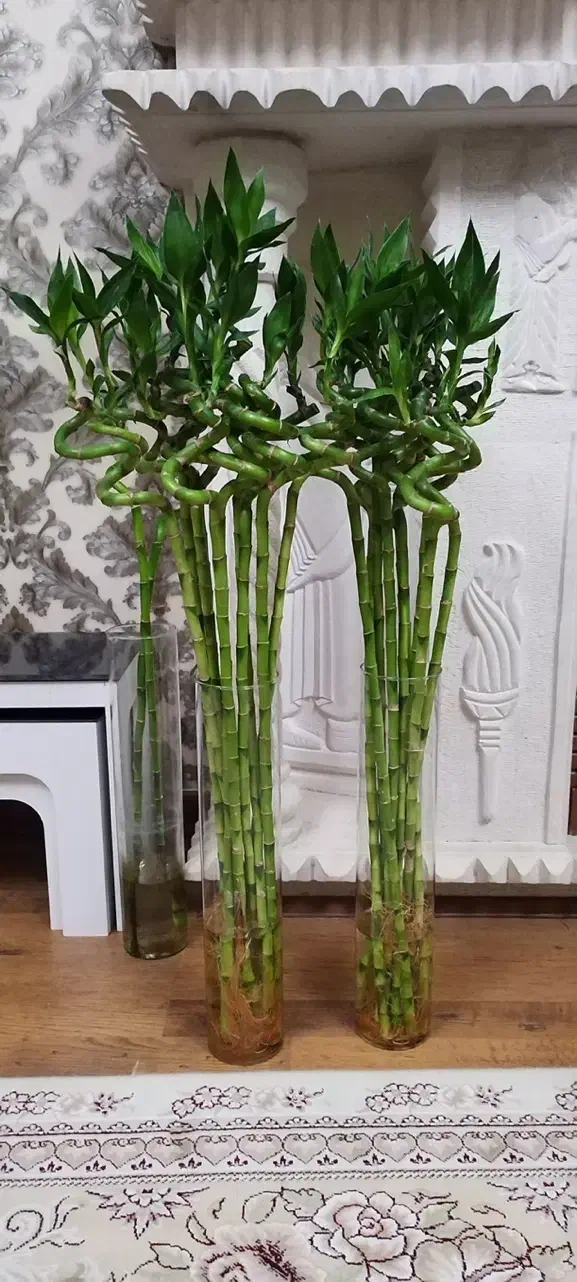 گل بامبو لاکی ۱۴۰سانتی|گل و گیاه طبیعی|شیراز, شهرک گلستان|دیوار