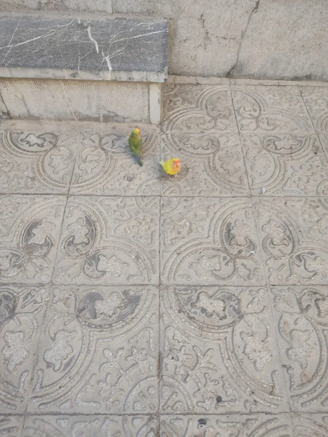 دستی|خزنده|یزد, |دیوار