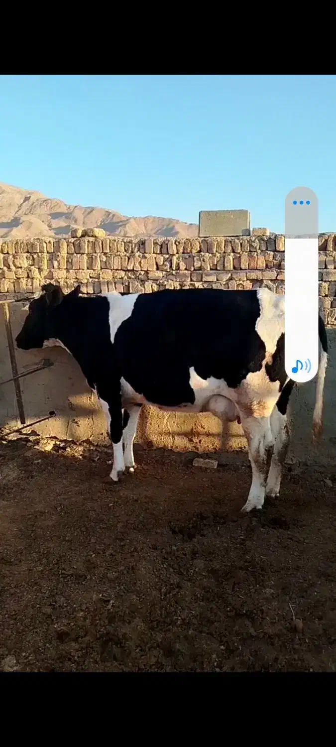 گاو چاق...|حیوانات مزرعه|کوهبنان, |دیوار