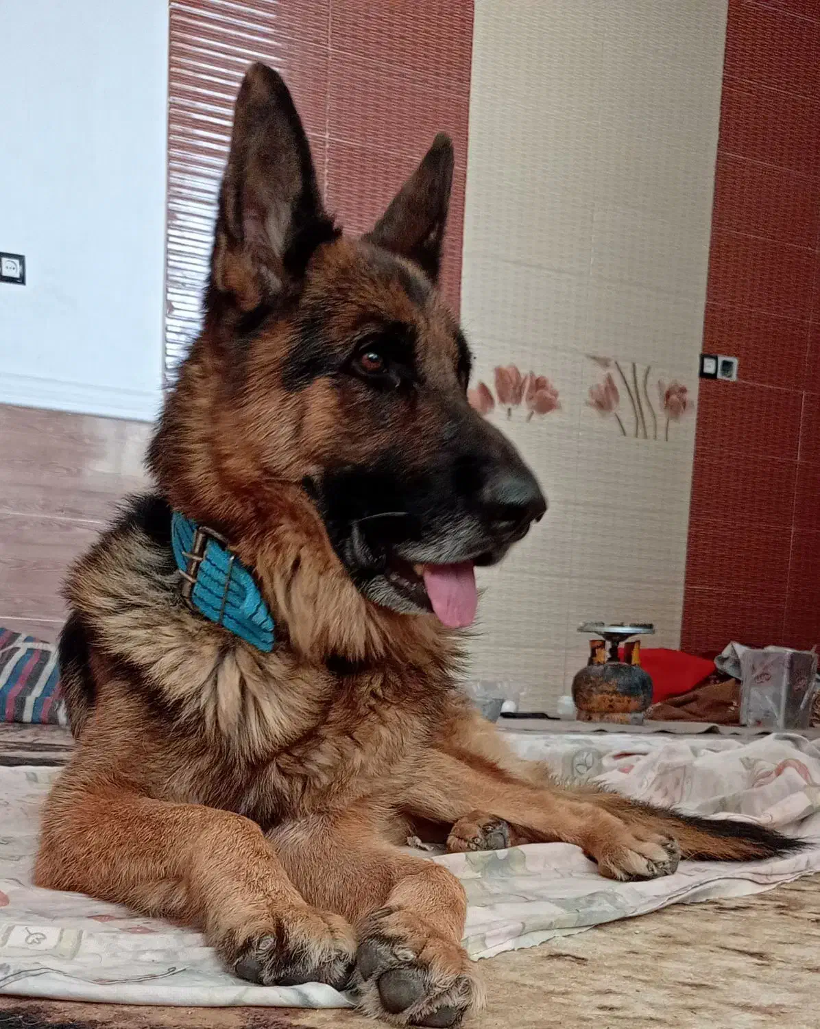 ژرمن نر نوکلاسیک اصل|سگ|بوشکان, |دیوار