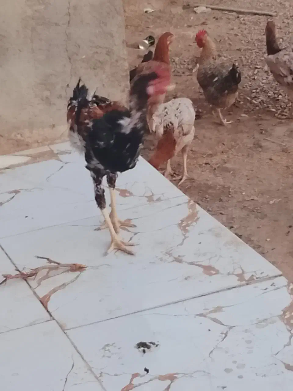 مرغ و خروس|حیوانات مزرعه|نیمروز, |دیوار