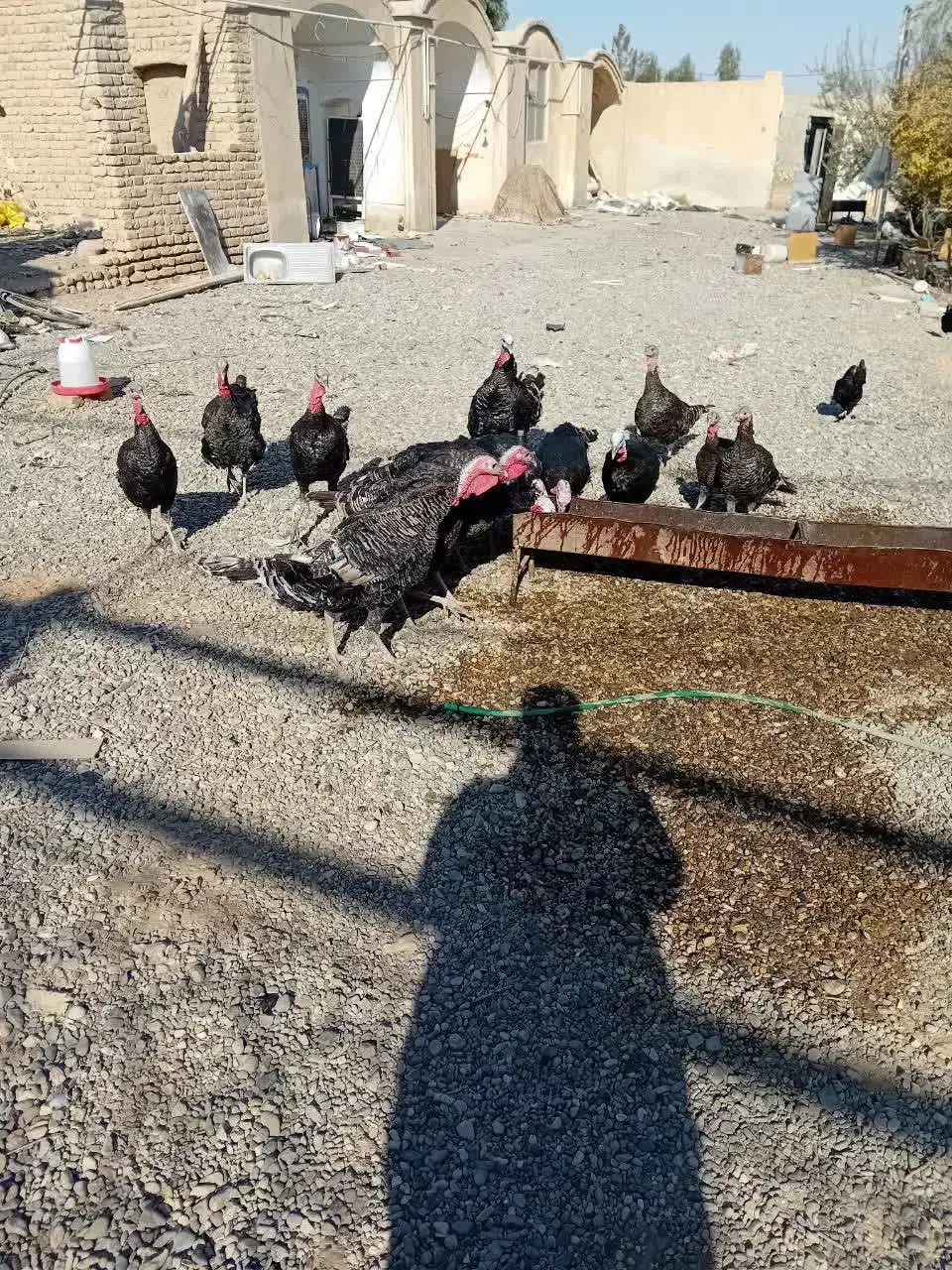 بوقلمون نر کار|حیوانات مزرعه|قمرود, |دیوار