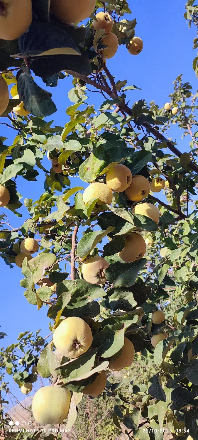 به خشک|حراج|سرچهان, |دیوار