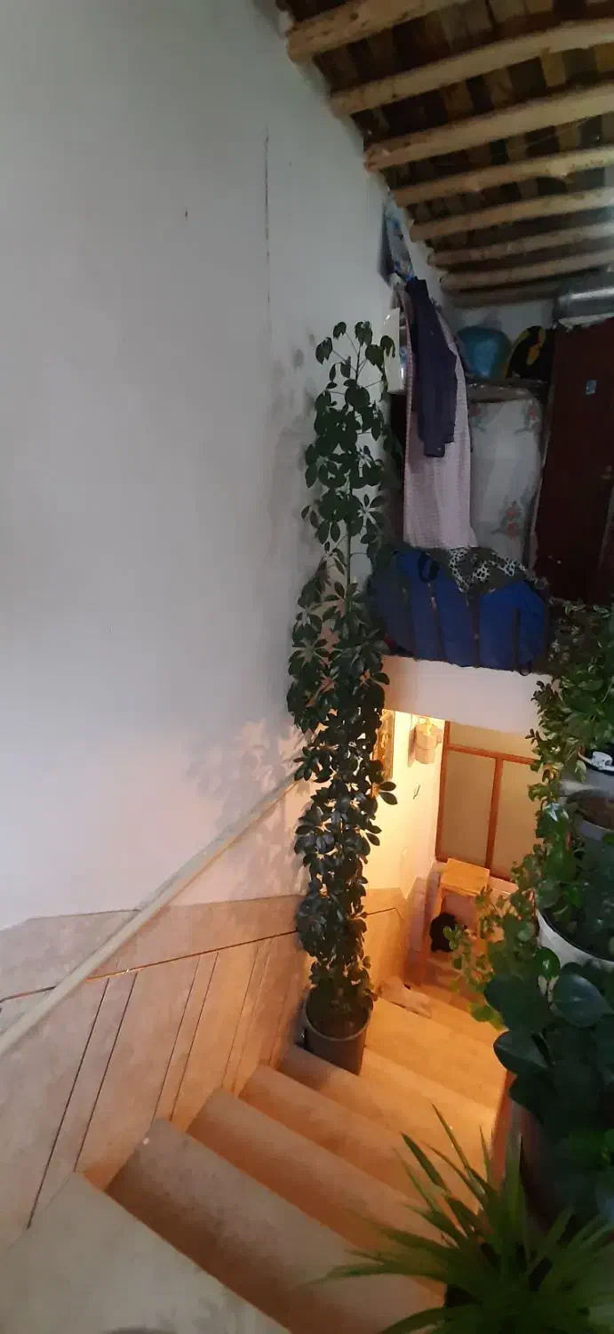 درختچه شفلرا|گل و گیاه طبیعی|فارسان, |دیوار