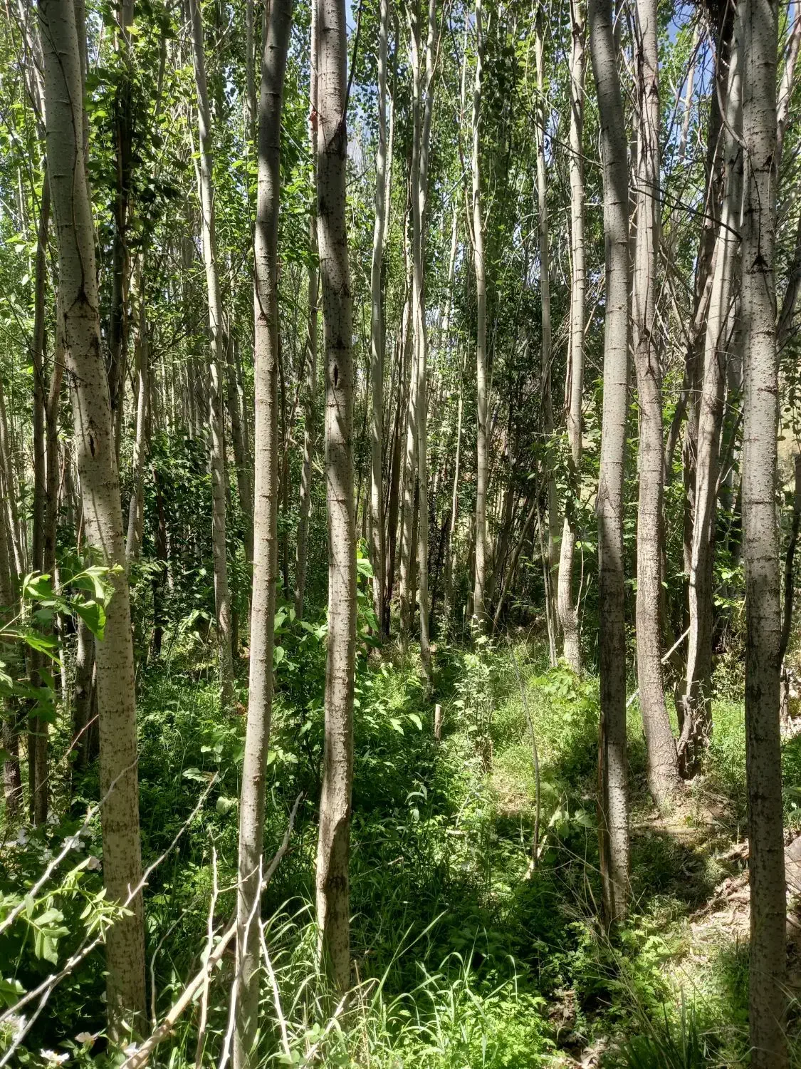 درخت کبوده|گل و گیاه طبیعی|بابا حیدر, |دیوار