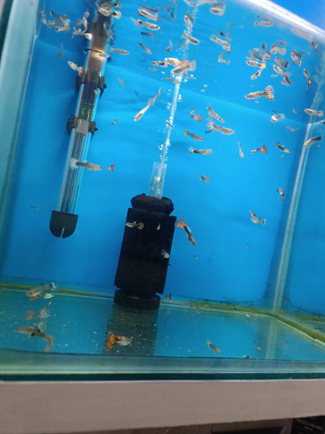 ماهی گوپی جوون، حراج به دلیل کمبود جا|ماهی|تربت جام, جامی|دیوار