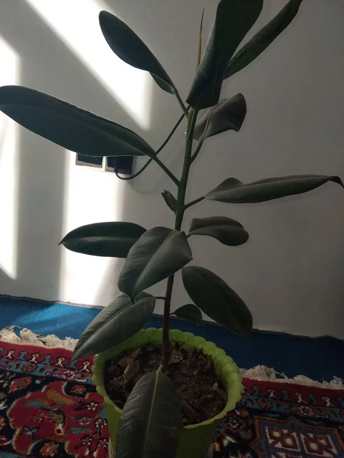 گل اپارتمانی|گل و گیاه طبیعی|میاندوآب, |دیوار