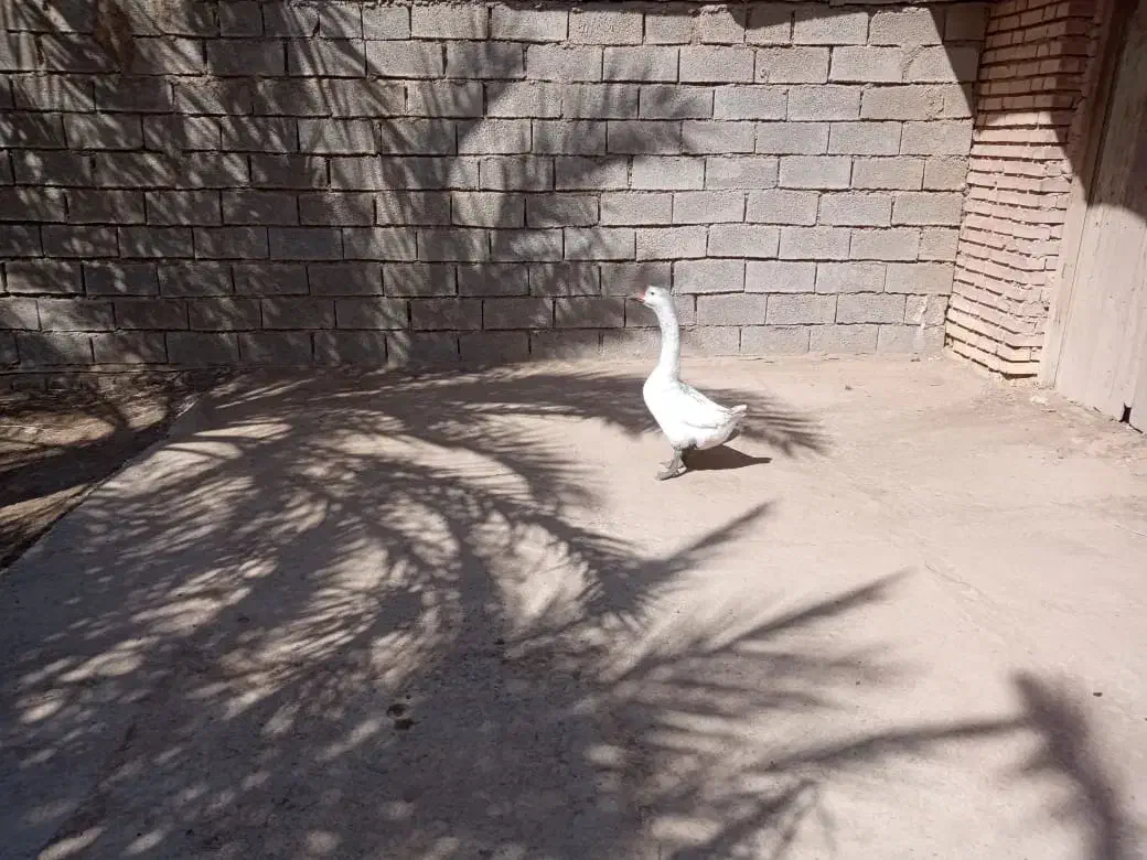 چویبده|حیوانات مزرعه|آبادان, |دیوار