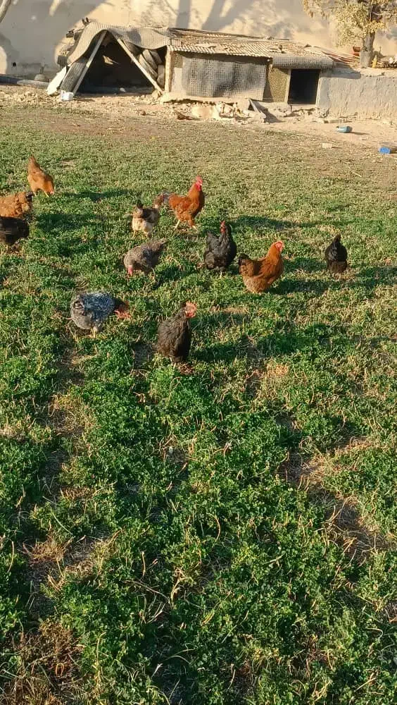 فروش فوری مرغ و خروس|حیوانات مزرعه|معصومیه, |دیوار