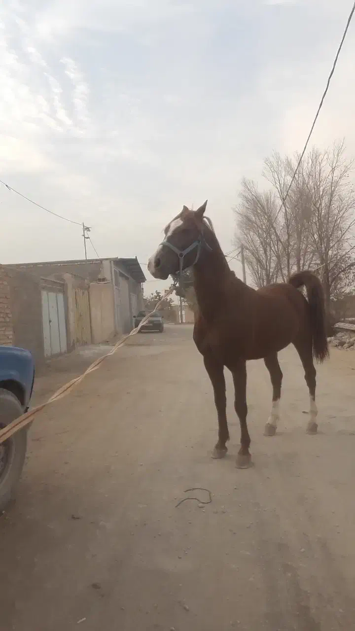 نریون ۴سال|اسب و تجهیزات اسب‌سواری|شاهین‌شهر, گزبرخوار|دیوار