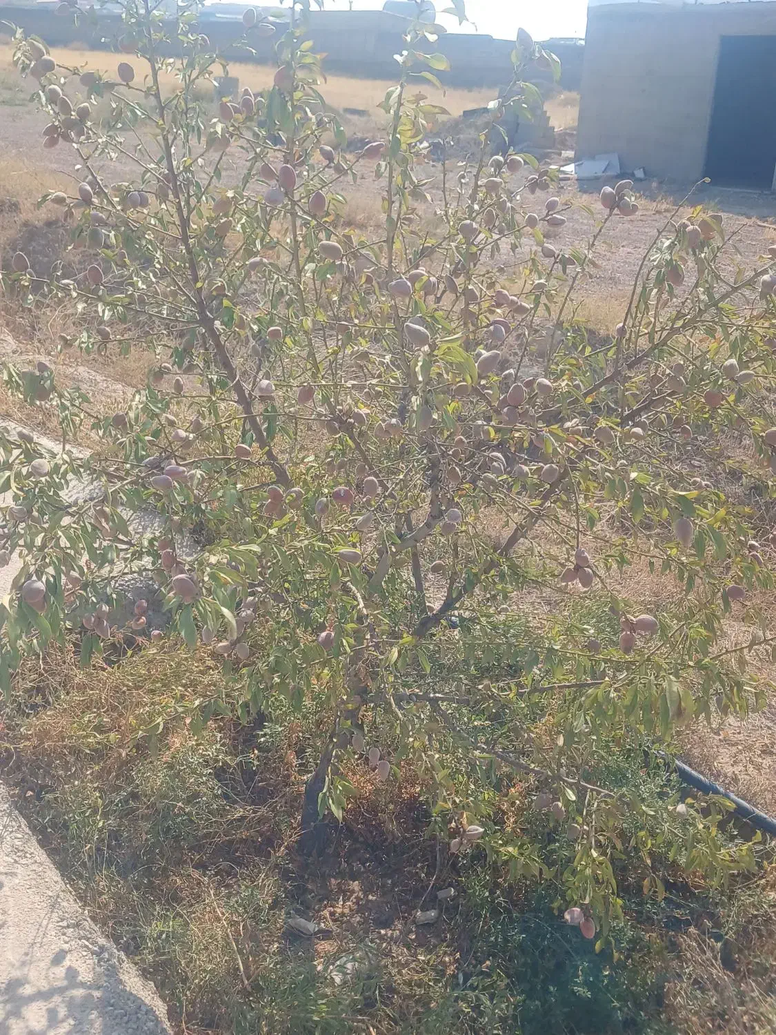 زمین در بهترین موقعیت جاده تبریز صو فیان|فروش دفتر صنعتی، کشاورزی، تجاری|صوفیان, |دیوار