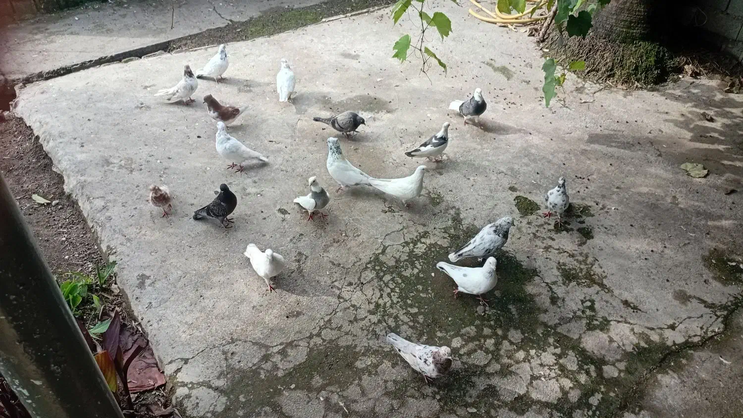 15 تا کبوتر پرشی|پرنده|سرخرود, |دیوار