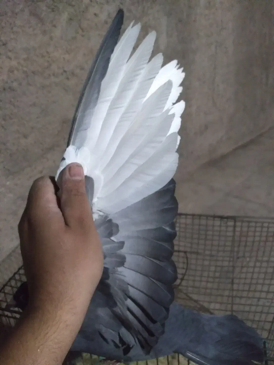 نر پلنگ|پرنده|رفسنجان, |دیوار