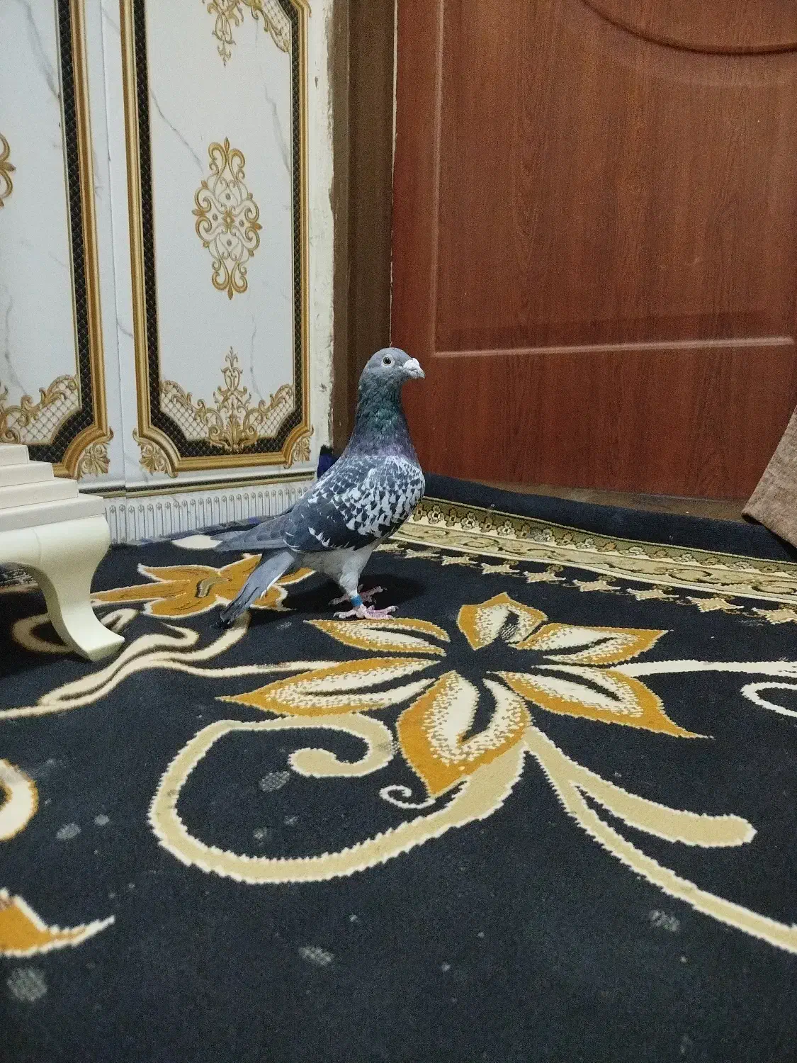 کفتر|پرنده|جلگه رخ, |دیوار