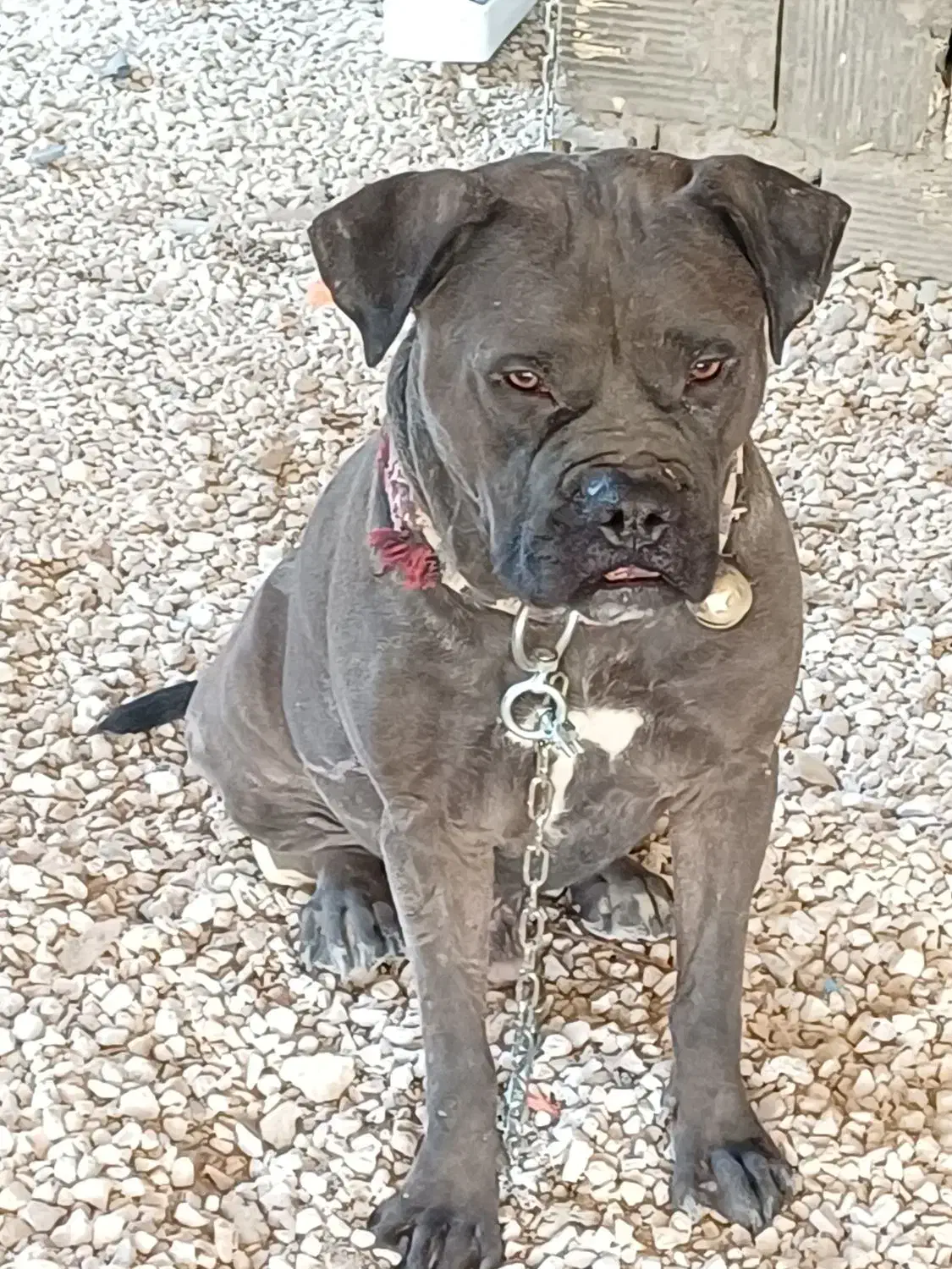 واگذاری سگ پیت بول|سگ|خمینی‌شهر, |دیوار