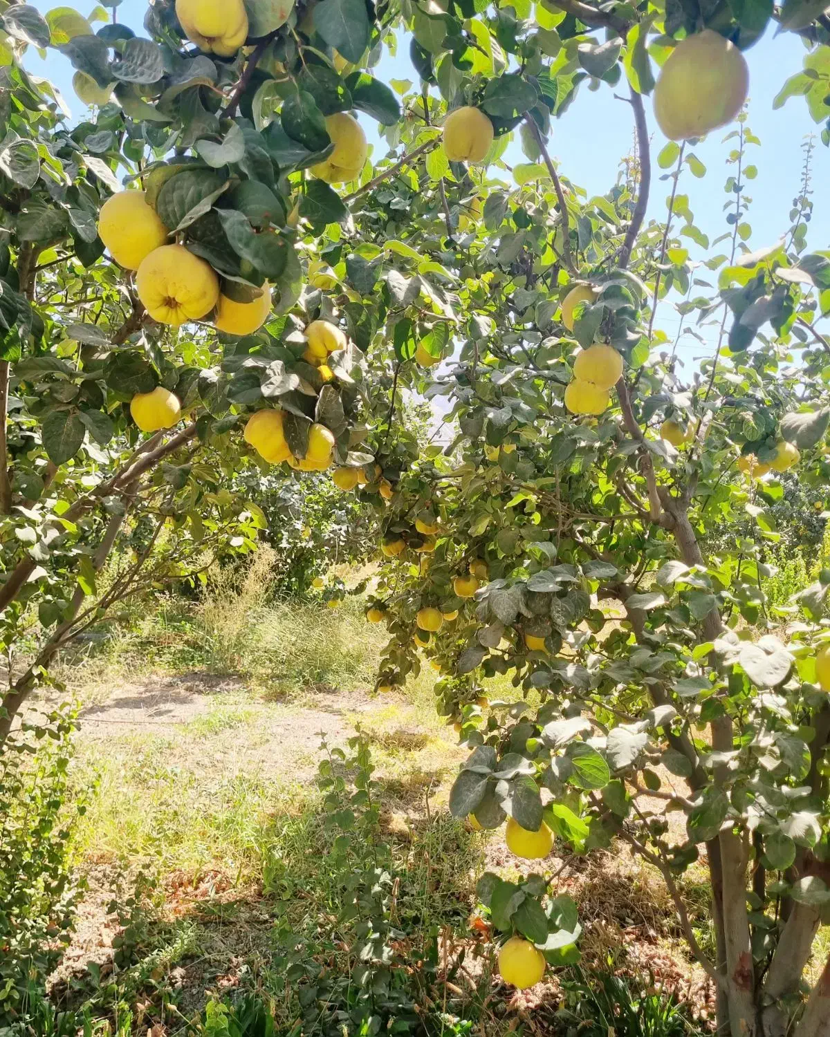 میوه به اصفهان هیوا|خوردنی و آشامیدنی|شیراز, باغ تخت|دیوار