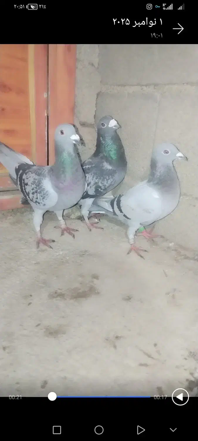 یک جفت کبوتر و جوجهاش|پرنده|گالیکش, |دیوار