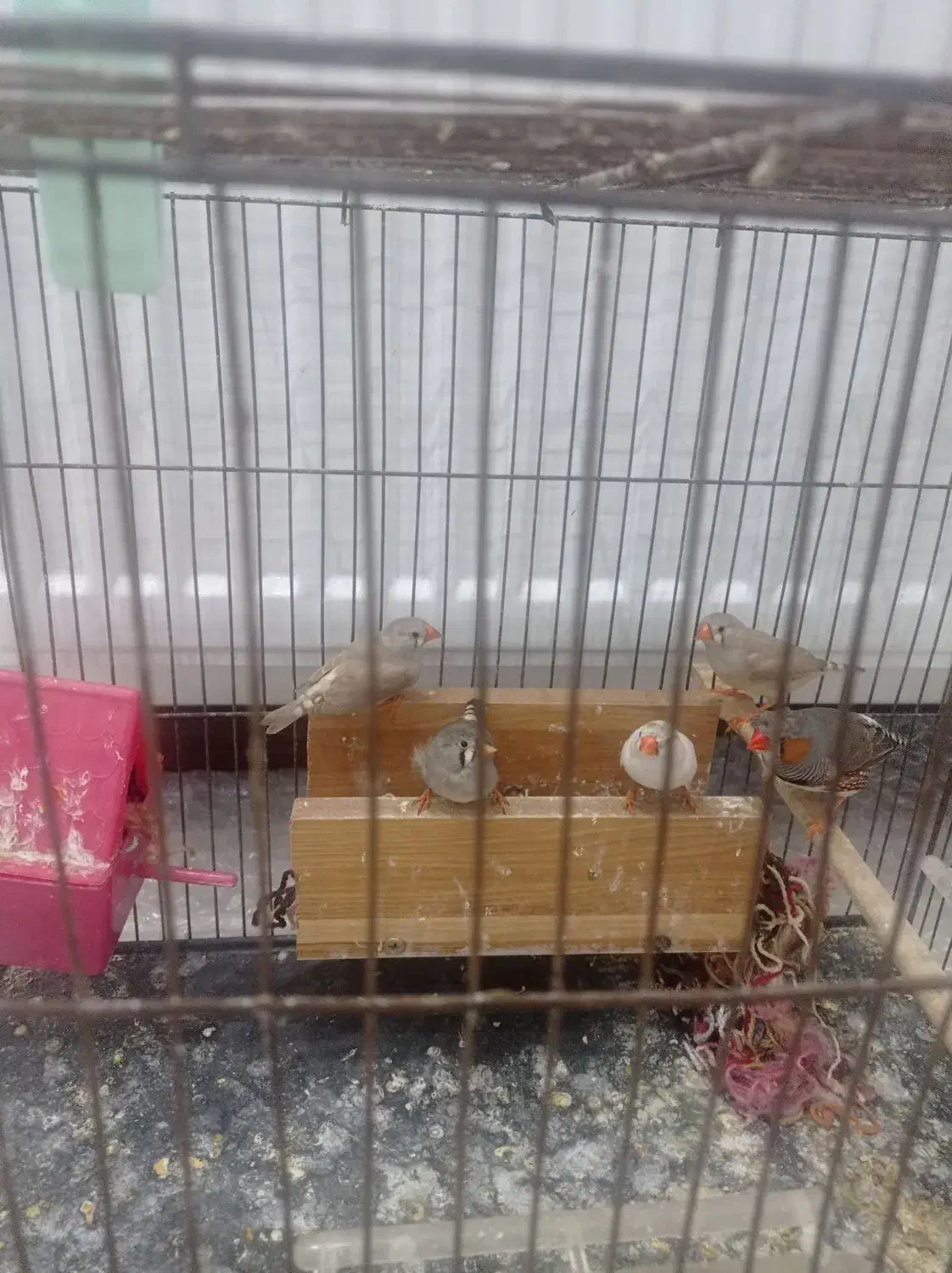 5عدد فنج|پرنده|گلستان (تهران), |دیوار