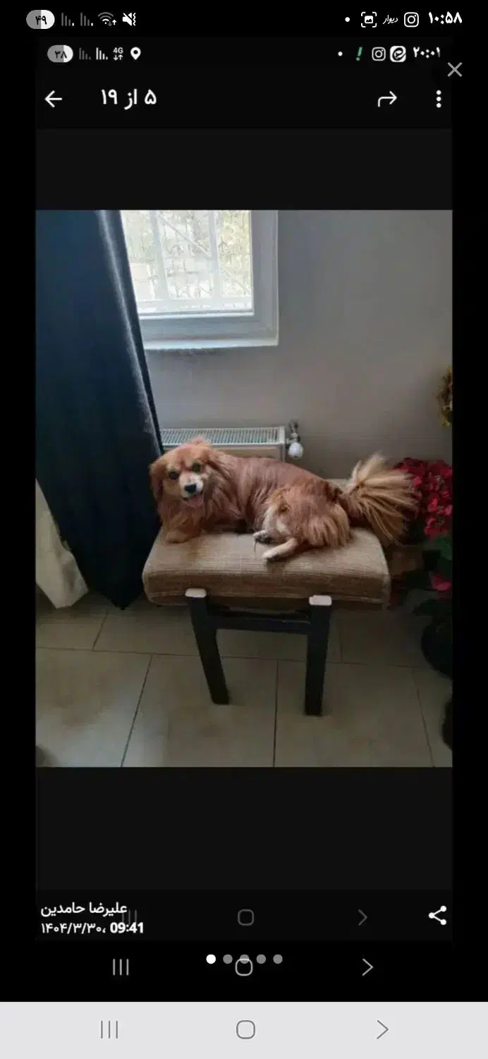 پامراشپیتز|سگ|پردیس, فاز ۸|دیوار