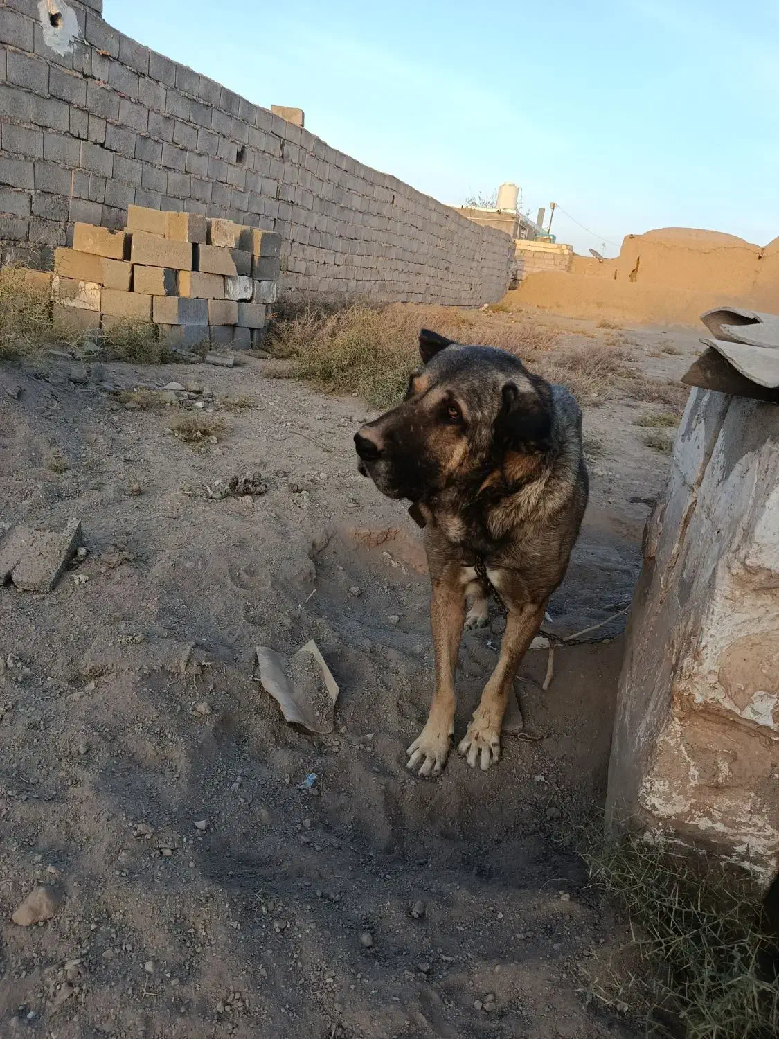 سگ پژدر|سگ|کرمان, |دیوار