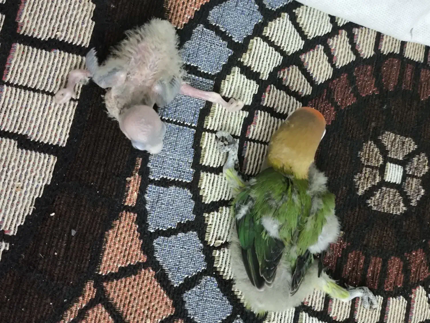 طوطی برزیلی|پرنده|شوشتر, |دیوار