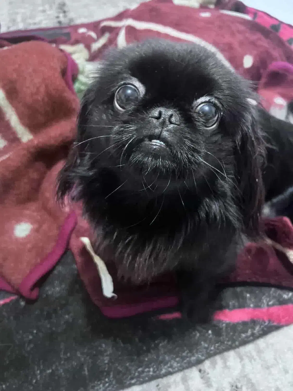 فروش سگ|سگ|قائم‌شهر, |دیوار