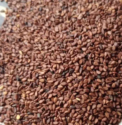 کنجد پاکستانی|عمده‌فروشی|اردکان, |دیوار