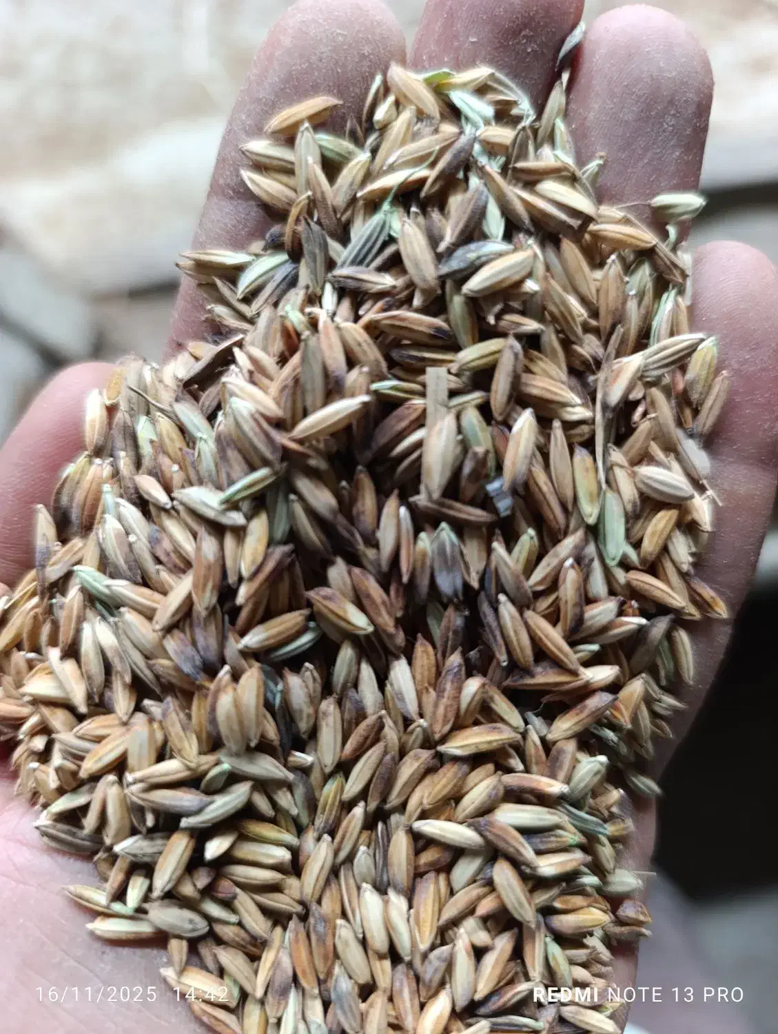 شلتوک با تراکتور|عمده‌فروشی|باوی, |دیوار